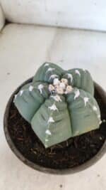 ASTROPHYTUM cv KIKKO  Nº 933 – vaso 15 - Imagem 7