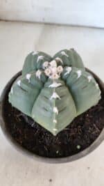 ASTROPHYTUM cv KIKKO  Nº 933 – vaso 15 - Imagem 6