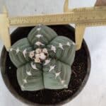 ASTROPHYTUM cv KIKKO  Nº 933 – vaso 15