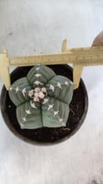 ASTROPHYTUM cv KIKKO  Nº 933 – vaso 15