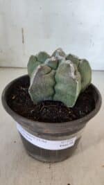 ASTROPHYTUM cv KIKKO  Nº 934 – vaso 15 - Imagem 2