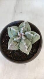 ASTROPHYTUM cv KIKKO  Nº 934 – vaso 15 - Imagem 3