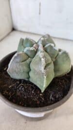 ASTROPHYTUM cv KIKKO  Nº 934 – vaso 15 - Imagem 10