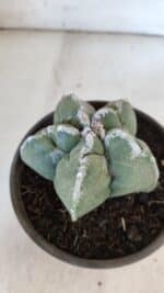 ASTROPHYTUM cv KIKKO  Nº 934 – vaso 15 - Imagem 8