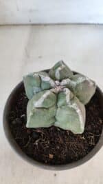 ASTROPHYTUM cv KIKKO  Nº 934 – vaso 15 - Imagem 7