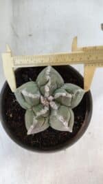 ASTROPHYTUM cv KIKKO  Nº 934 – vaso 15