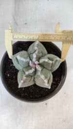 ASTROPHYTUM cv KIKKO  Nº 934 – vaso 15 - Imagem 5