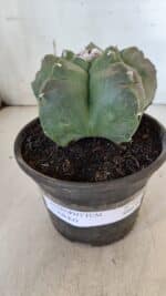 MATRIZ ASTROPHYTUM cv KIKKO  Nº 935 – vaso 15 - Imagem 2