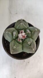 MATRIZ ASTROPHYTUM cv KIKKO  Nº 935 – vaso 15 - Imagem 3