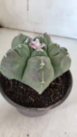 MATRIZ ASTROPHYTUM cv KIKKO  Nº 935 – vaso 15 - Imagem 8