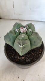 MATRIZ ASTROPHYTUM cv KIKKO  Nº 935 – vaso 15 - Imagem 7