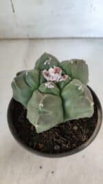 MATRIZ ASTROPHYTUM cv KIKKO  Nº 935 – vaso 15 - Imagem 6