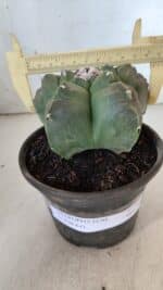 MATRIZ ASTROPHYTUM cv KIKKO  Nº 935 – vaso 15 - Imagem 4