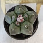 MATRIZ ASTROPHYTUM cv KIKKO  Nº 935 – vaso 15