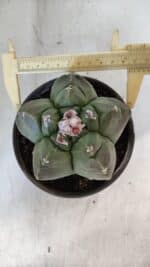 MATRIZ ASTROPHYTUM cv KIKKO  Nº 935 – vaso 15