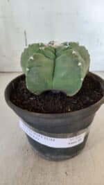 MATRIZ ASTROPHYTUM cv KIKKO  Nº 936 – vaso 15 - Imagem 2