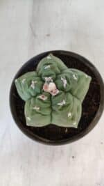 MATRIZ ASTROPHYTUM cv KIKKO  Nº 936 – vaso 15 - Imagem 3