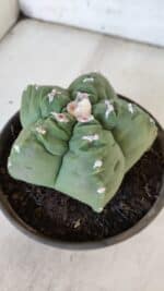 MATRIZ ASTROPHYTUM cv KIKKO  Nº 936 – vaso 15 - Imagem 9