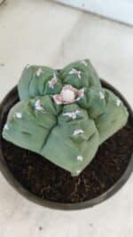 MATRIZ ASTROPHYTUM cv KIKKO  Nº 936 – vaso 15 - Imagem 8