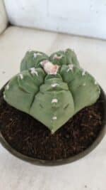 MATRIZ ASTROPHYTUM cv KIKKO  Nº 936 – vaso 15 - Imagem 7