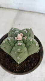 MATRIZ ASTROPHYTUM cv KIKKO  Nº 936 – vaso 15 - Imagem 6