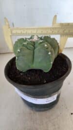 MATRIZ ASTROPHYTUM cv KIKKO  Nº 936 – vaso 15 - Imagem 4