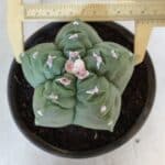 MATRIZ ASTROPHYTUM cv KIKKO  Nº 936 – vaso 15