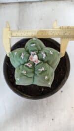 MATRIZ ASTROPHYTUM cv KIKKO  Nº 936 – vaso 15