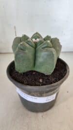 MATRIZ ASTROPHYTUM cv KIKKO  Nº 937 – vaso 15 - Imagem 2