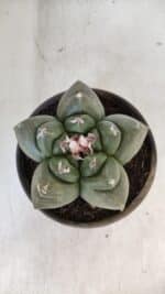 MATRIZ ASTROPHYTUM cv KIKKO  Nº 937 – vaso 15 - Imagem 3