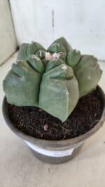 MATRIZ ASTROPHYTUM cv KIKKO  Nº 937 – vaso 15 - Imagem 9
