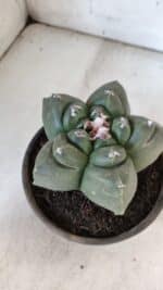 MATRIZ ASTROPHYTUM cv KIKKO  Nº 937 – vaso 15 - Imagem 8