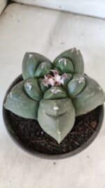 MATRIZ ASTROPHYTUM cv KIKKO  Nº 937 – vaso 15 - Imagem 7