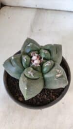 MATRIZ ASTROPHYTUM cv KIKKO  Nº 937 – vaso 15 - Imagem 6