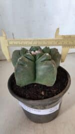 MATRIZ ASTROPHYTUM cv KIKKO  Nº 937 – vaso 15 - Imagem 4