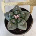 MATRIZ ASTROPHYTUM cv KIKKO  Nº 937 – vaso 15