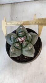 MATRIZ ASTROPHYTUM cv KIKKO  Nº 937 – vaso 15