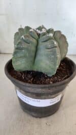 MATRIZ ASTROPHYTUM cv KIKKO  Nº 938 – vaso 15 - Imagem 2