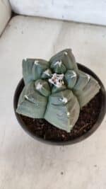 MATRIZ ASTROPHYTUM cv KIKKO  Nº 938 – vaso 15 - Imagem 10