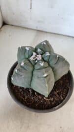 MATRIZ ASTROPHYTUM cv KIKKO  Nº 938 – vaso 15 - Imagem 9