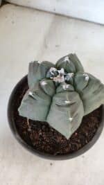 MATRIZ ASTROPHYTUM cv KIKKO  Nº 938 – vaso 15 - Imagem 8