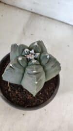 MATRIZ ASTROPHYTUM cv KIKKO  Nº 938 – vaso 15 - Imagem 7