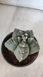 MATRIZ ASTROPHYTUM cv KIKKO  Nº 938 – vaso 15 - Imagem 6