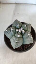 MATRIZ ASTROPHYTUM cv KIKKO  Nº 938 – vaso 15 - Imagem 3