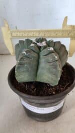 MATRIZ ASTROPHYTUM cv KIKKO  Nº 938 – vaso 15 - Imagem 4