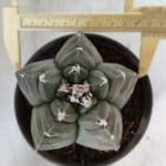 MATRIZ ASTROPHYTUM cv KIKKO  Nº 938 – vaso 15