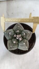 MATRIZ ASTROPHYTUM cv KIKKO  Nº 938 – vaso 15