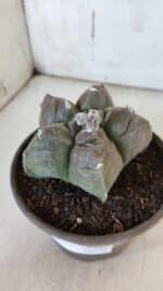 MATRIZ ASTROPHYTUM cv KIKKO  Nº 939 – vaso 15 - Imagem 9