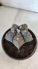 MATRIZ ASTROPHYTUM cv KIKKO  Nº 939 – vaso 15 - Imagem 8