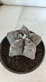 MATRIZ ASTROPHYTUM cv KIKKO  Nº 939 – vaso 15 - Imagem 7